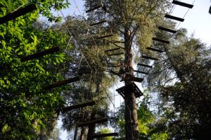 Tree Climbing